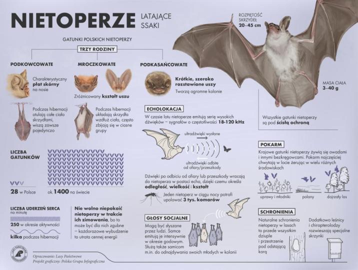 Infografika&#x20;przedstawiająca&#x20;informacje&#x20;o&#x20;nietoperzach