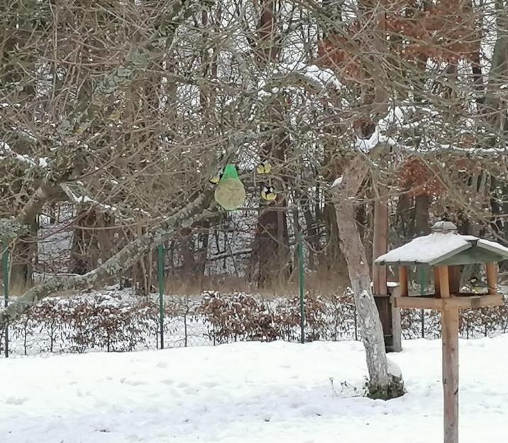 Trzy&#x20;sikorki&#x20;siedzące&#x20;na&#x20;drzewie&#x20;przy&#x20;zawieszonej&#x20;kuli&#x20;z&#x20;pokarmem&#x2e;&#x20;Z&#x20;prawej&#x20;strony&#x20;karmnik&#x20;dla&#x20;ptaków&#x2e;&#x20;Na&#x20;ziemi&#x20;leży&#x20;śnieg&#x2e;