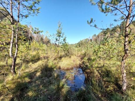 2 lutego obchodzimy World Wetland Day, czyli Światowy Dzień Mokradeł