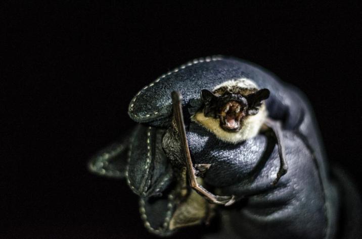 Nietoprz trzymany przez dłoń w czarnej grubej rękawicy.