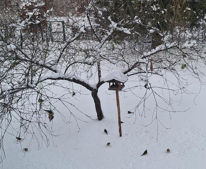 Zimowy ogród zasypany śniegiem. Na środku stoi małe drzewo i karmnik na drewnianym słupku. Na gałęziach wiszą kule z jedzeniem, a na śniegu i gałęziach siedzi kilka małych ptaków
